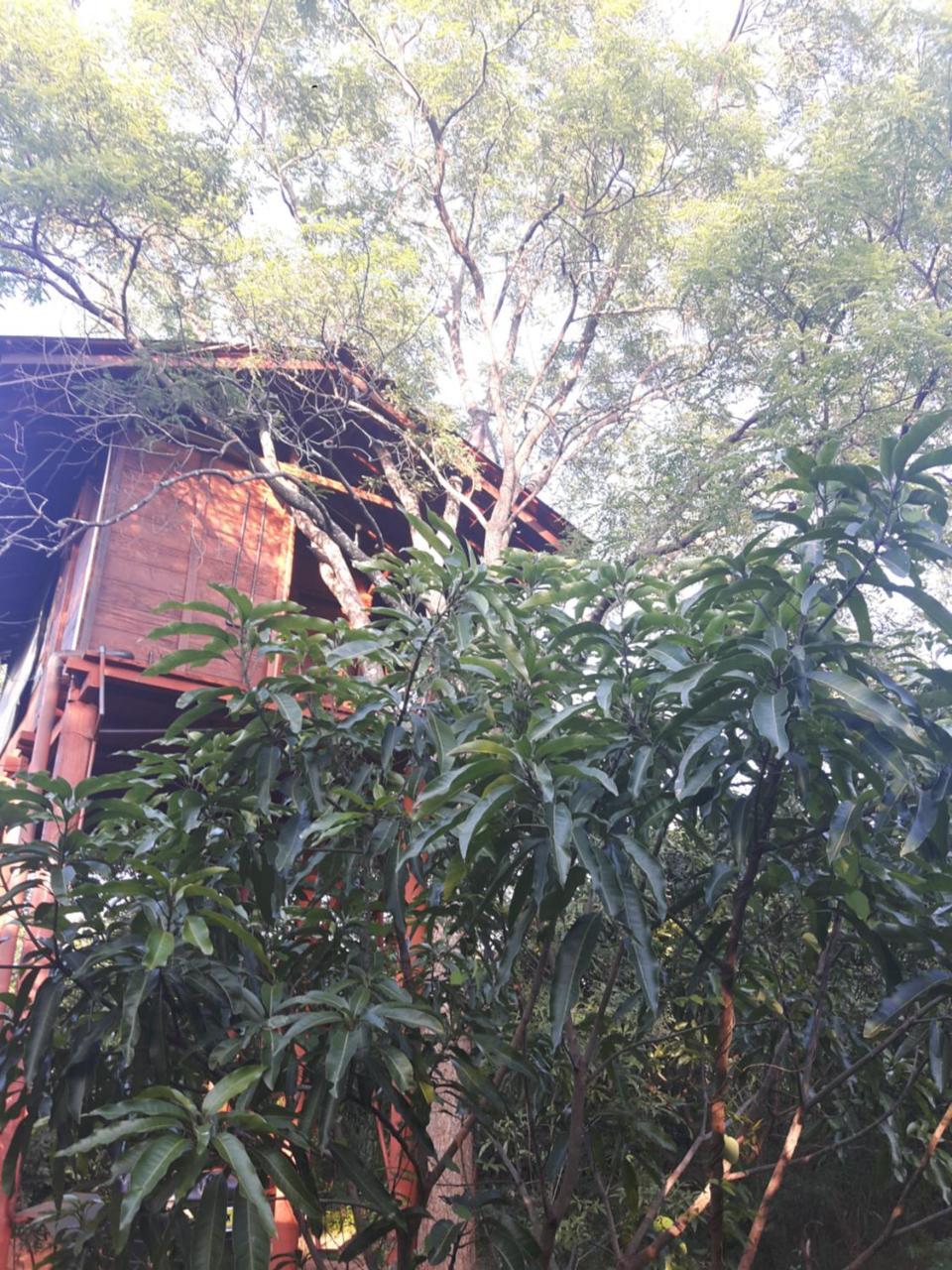 Villa Dambulla Tree House Exterior foto