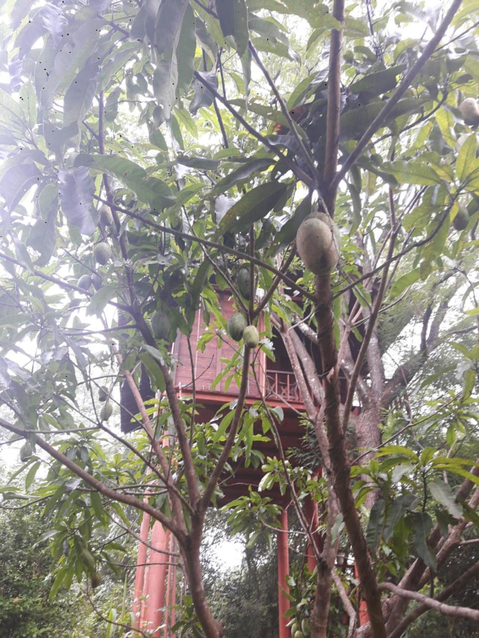 Villa Dambulla Tree House Exterior foto