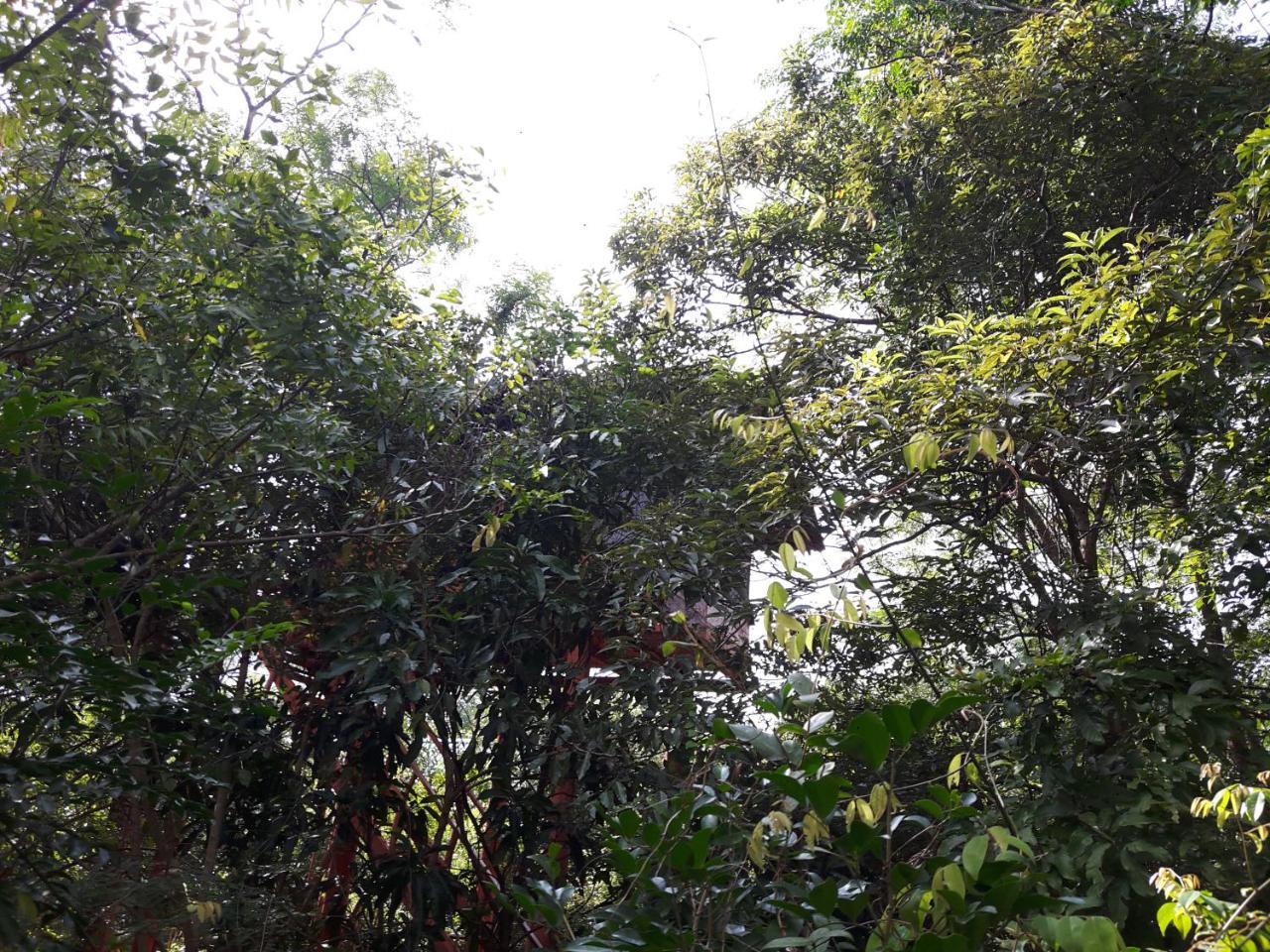 Villa Dambulla Tree House Exterior foto